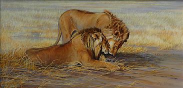 A Brother's Close Bond - African Lions by Lyn Ellison