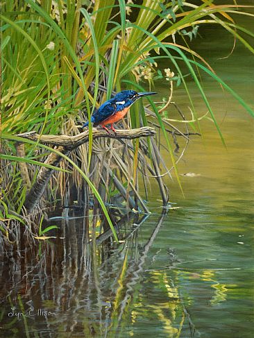 Azure Kingfisher - 'On Watch' - Azure Kingfisher by Lyn Ellison