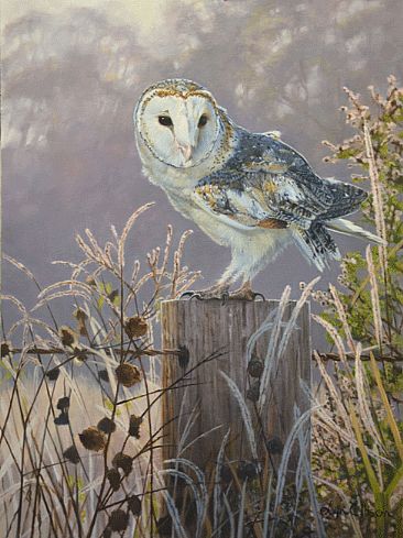Early Morning Vigil - Barn owl by Lyn Ellison