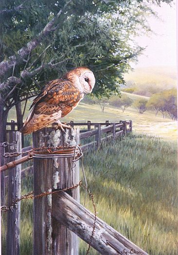 Barn Owl at Dorrigo - Barn Owl by Lyn Ellison