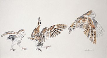 Flight of the Barn Owl - Barn Owl by Lyn Ellison