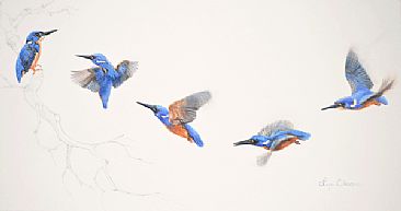 Azure kingfisher - 'Flight of the Kingfisher' - Azure Kingfisher by Lyn Ellison