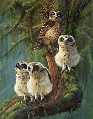 Its A Wide World - Boobook Owl and Fledglings by Lyn Ellison