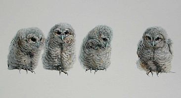 Muppets - Tawny owl chicks by Lyn Ellison