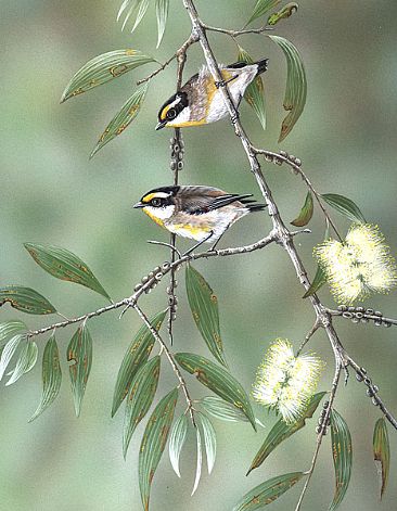 Wild About You - Friends With Feathers    (Page 20) - Striated Pardalotes by Lyn Ellison