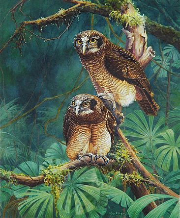 Princes of the Night - Australian rufous owls by Lyn Ellison