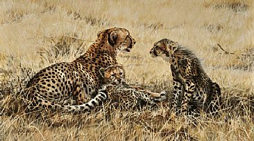 Cheetahs - Why Do I always Get the Blame - Cheetahs by Lyn Ellison