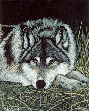 At Rest - Grey wolf  by Pat Watson