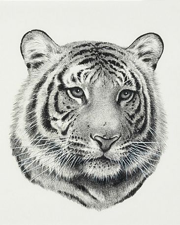 Tiger Portrait -  by Pat Watson