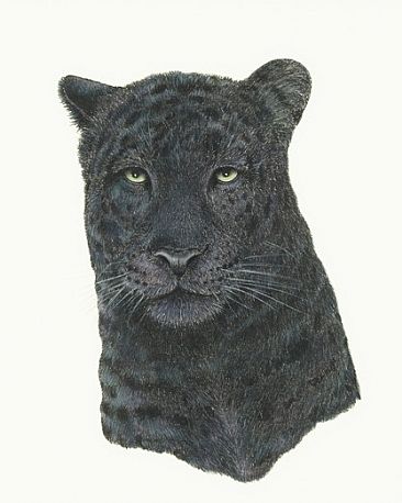 Black Panther Portrait - Black leopard by Pat Watson