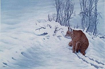 Solitary Hunter - Bobcat  by Pat Watson