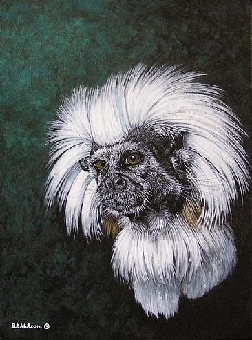 Jungle Portrait - Cotton-Top marmoset by Pat Watson