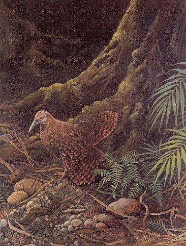 Back from the brink - Lord Howe Island Woodhen by Pat Watson