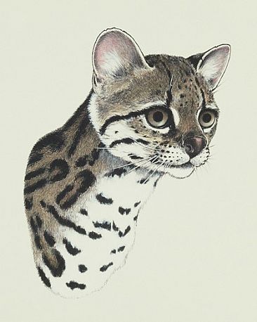 Jungle Cat of the America's - Margay portrait by Pat Watson