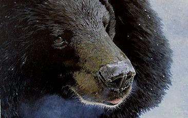  To Close for Comfort - American Black Bear by Pat Watson