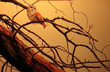 Barred Owl - Barred Owl by Raymond Easton