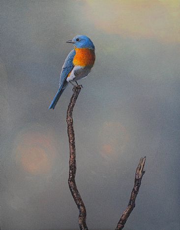 The Meadow - Eastern bluebird by Raymond Easton