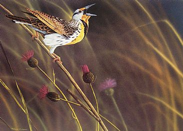 Among the Fields of Gold - Western Meadowlark by Raymond Easton