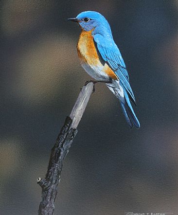 Eastern Bluebird - Eastern bluebird by Raymond Easton