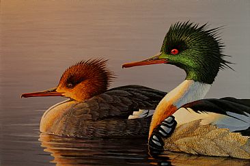 First Light - Red Breasted Mergansers by Raymond Easton