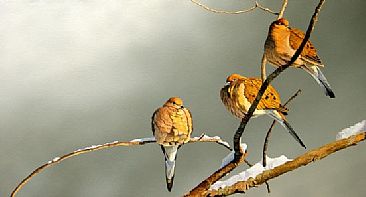 Frigid Mourning Roost - Mourning doves by Raymond Easton