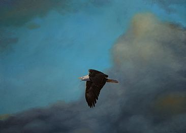 Spacious Skies - Bald eagle by Raymond Easton