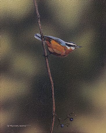Red-breasted Nuthatch - Red-breasted nuthatch by Raymond Easton