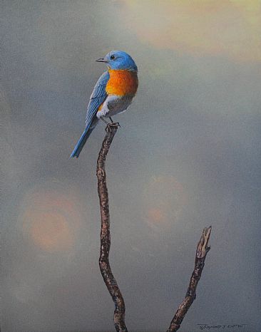 The Meadow  - Eastern bluebird by Raymond Easton