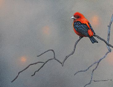 Morning Gem - Scarlet tanager by Raymond Easton