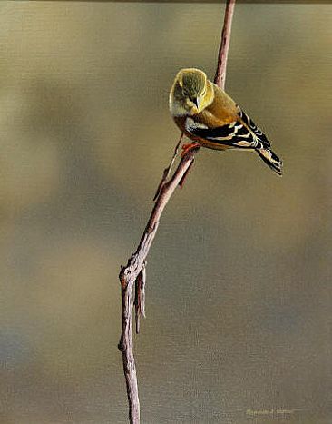 Indian Summer - American goldfinch by Raymond Easton
