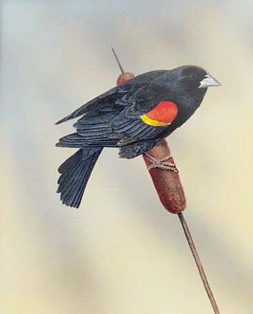 Marsh Melody - Red-Winged Black Bird by Raymond Easton