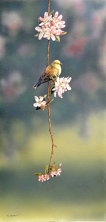 Mothers Day - American Goldfinch by Raymond Easton