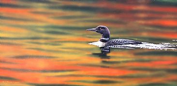 October Morning - Common Loon by Raymond Easton
