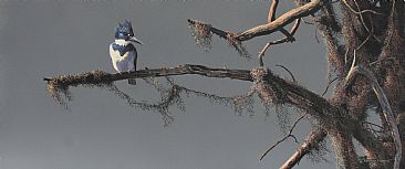 The King and His Lair - Belted kingfisher by Raymond Easton