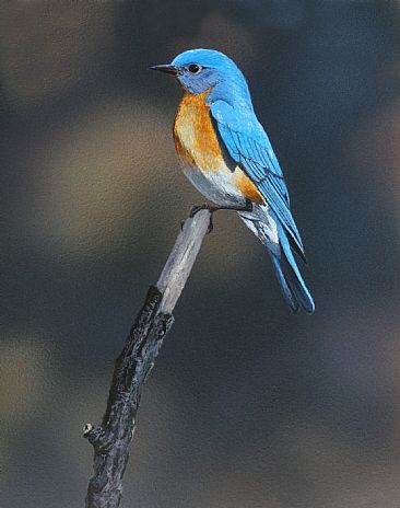 Blue Day - Eastern bluebird by Raymond Easton