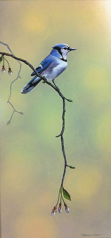 The Color of April - Blue jay by Raymond Easton