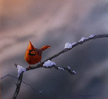 Northern Cardinal - Northern cardinal by Raymond Easton