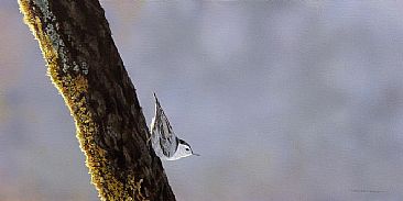 A Different Perspective - White-breasted Nuthatch by Raymond Easton