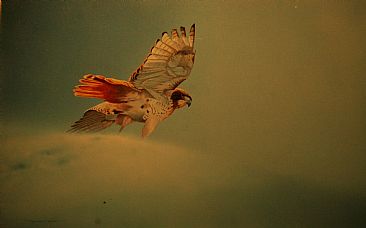 Snowy Descent - Red-tailed hawk by Raymond Easton