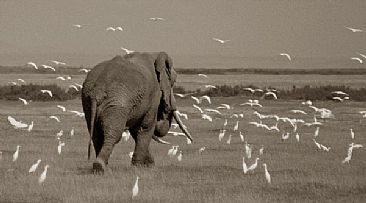 Elephant & Egrets - African Elephant by Douglas Aja
