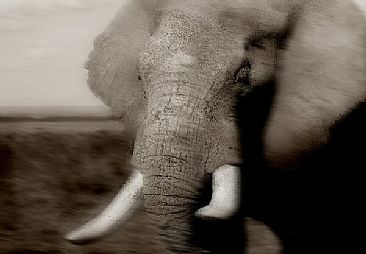 Bull Elephant (A) - African Elephant by Douglas Aja