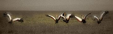 Crowned Cranes (A) - Crowned Cranes by Douglas Aja