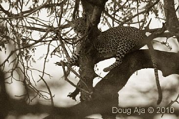 Leopard (A) - Leopard by Douglas Aja