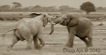 Sparring Bulls (A) - African Elephants by Douglas Aja