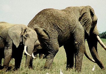 Scratching Ear (color) - African Elaphants by Douglas Aja
