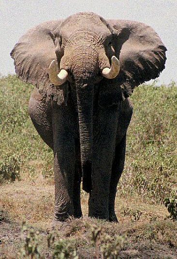 Too Close (color) - African Elephant by Douglas Aja
