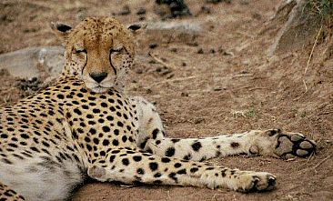 Resting Cheetah (color) -  by Douglas Aja