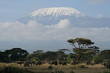 Kilimanjaro Morning (color) - African Elephant by Douglas Aja