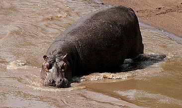 Wading In (color) - Hippopotamus by Douglas Aja