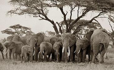 Elephant Family - African Elephants by Douglas Aja